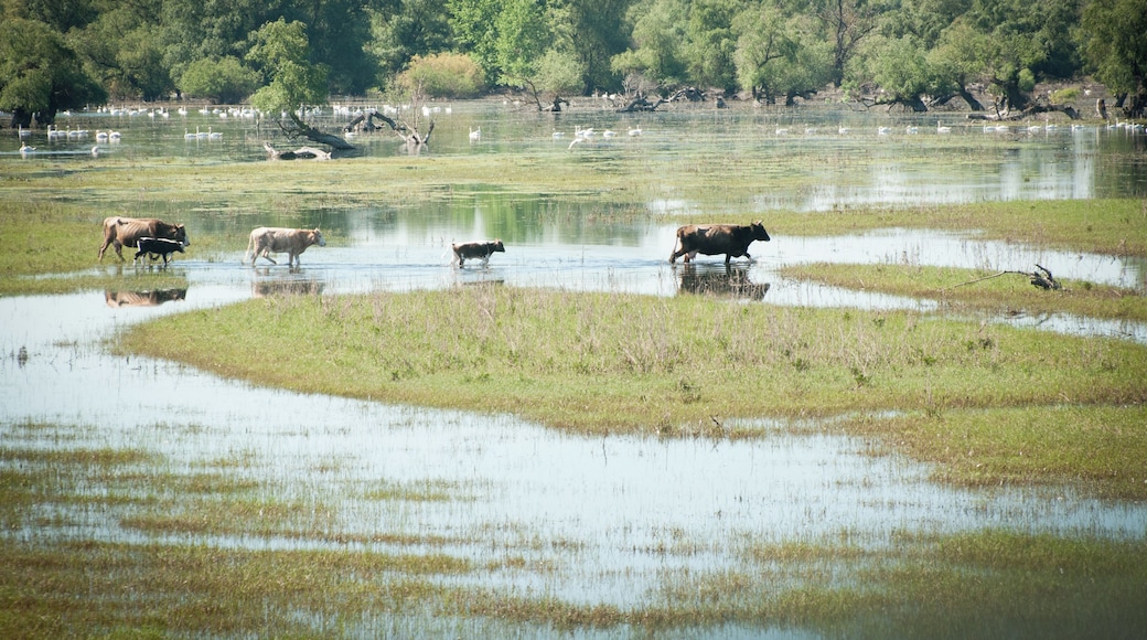 The high water level of last spring (2018) made the canals overflow, while the banks were completely replaced by ponds where swans would spend their days. ...so many of them!
#Nature #waterlust