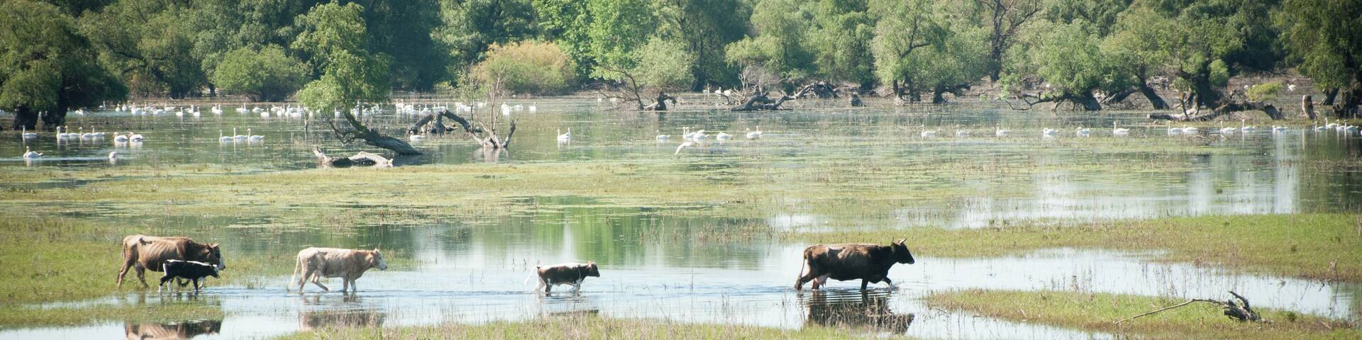 The high water level of last spring (2018) made the canals overflow, while the banks were completely replaced by ponds where swans would spend their days. ...so many of them!
#Nature #waterlust