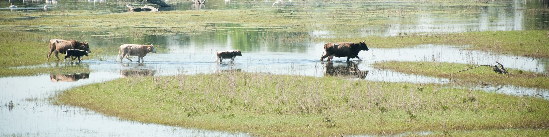 The high water level of last spring (2018) made the canals overflow, while the banks were completely replaced by ponds where swans would spend their days. ...so many of them!
#Nature #waterlust
