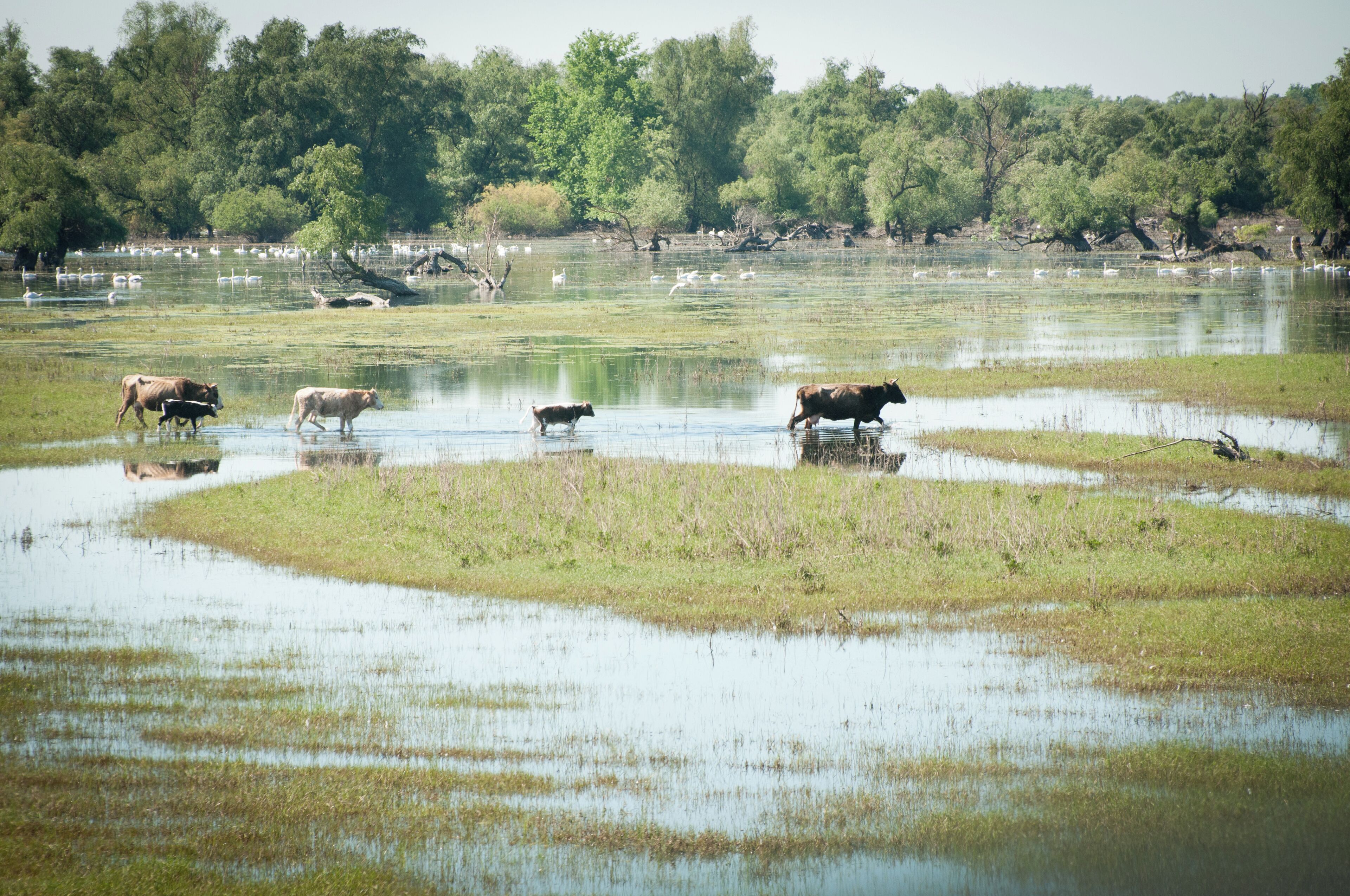 A wetland with grazing cows and swans.