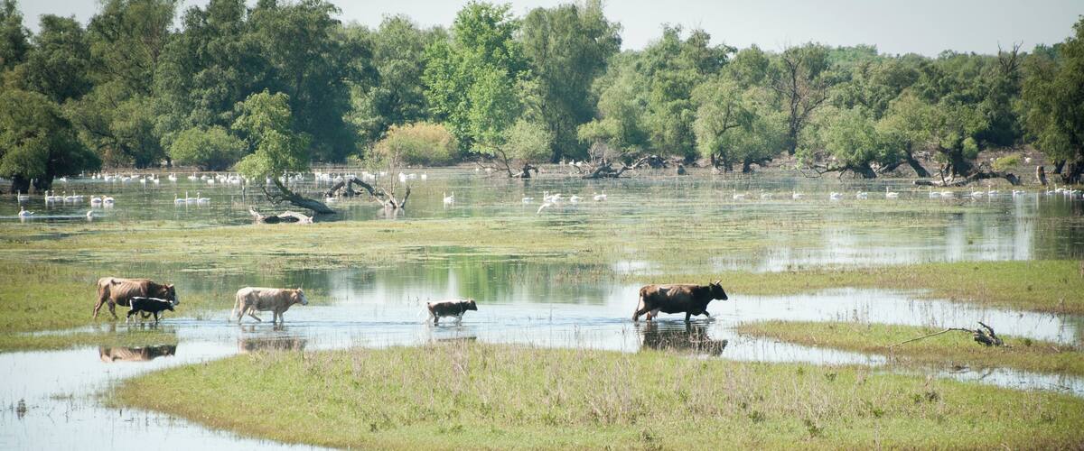 A wetland with grazing cows and swans.