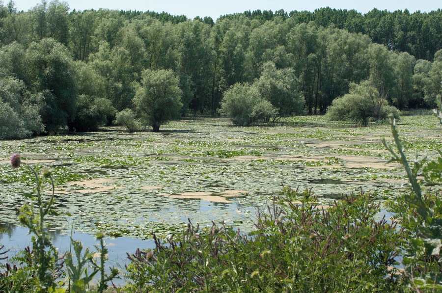 'Sadly, the fast-rising temperatures and the perspective of the long-way ahead made us pack everything and head home, happy and charged, promising myself to return, especially to Parcheş and the Măcin area, which doesn’t cease to fascinate me year after year and trip after trip. I shouldn’t forget to tell you that I saw pelicans here one more time. Mission accomplished.'
#waterlust