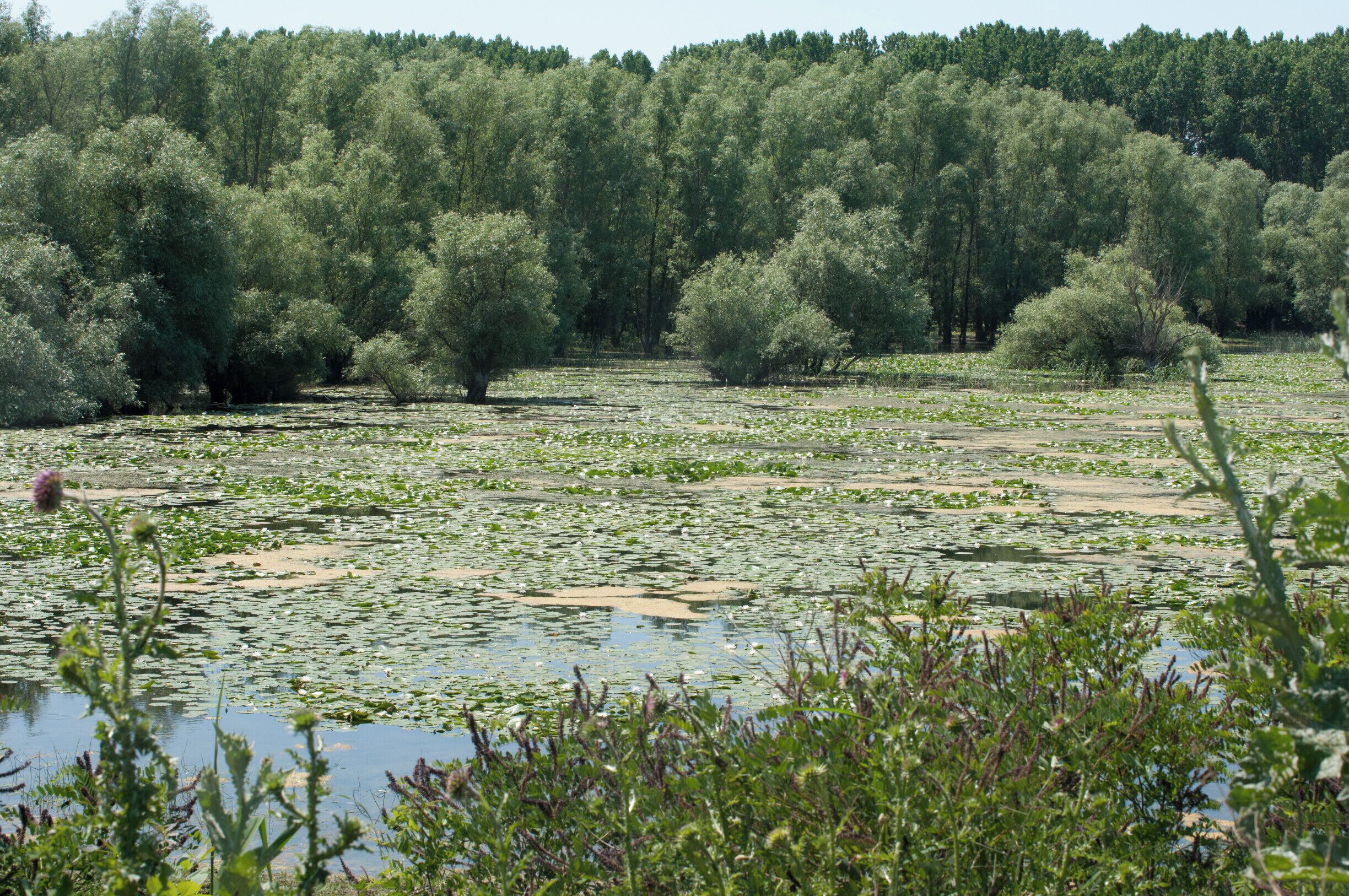 A lake surrounded by dense trees and lily pads.