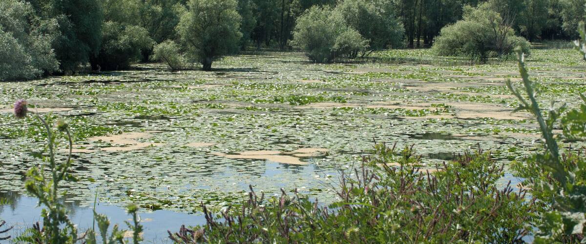 A lake surrounded by dense trees and lily pads.