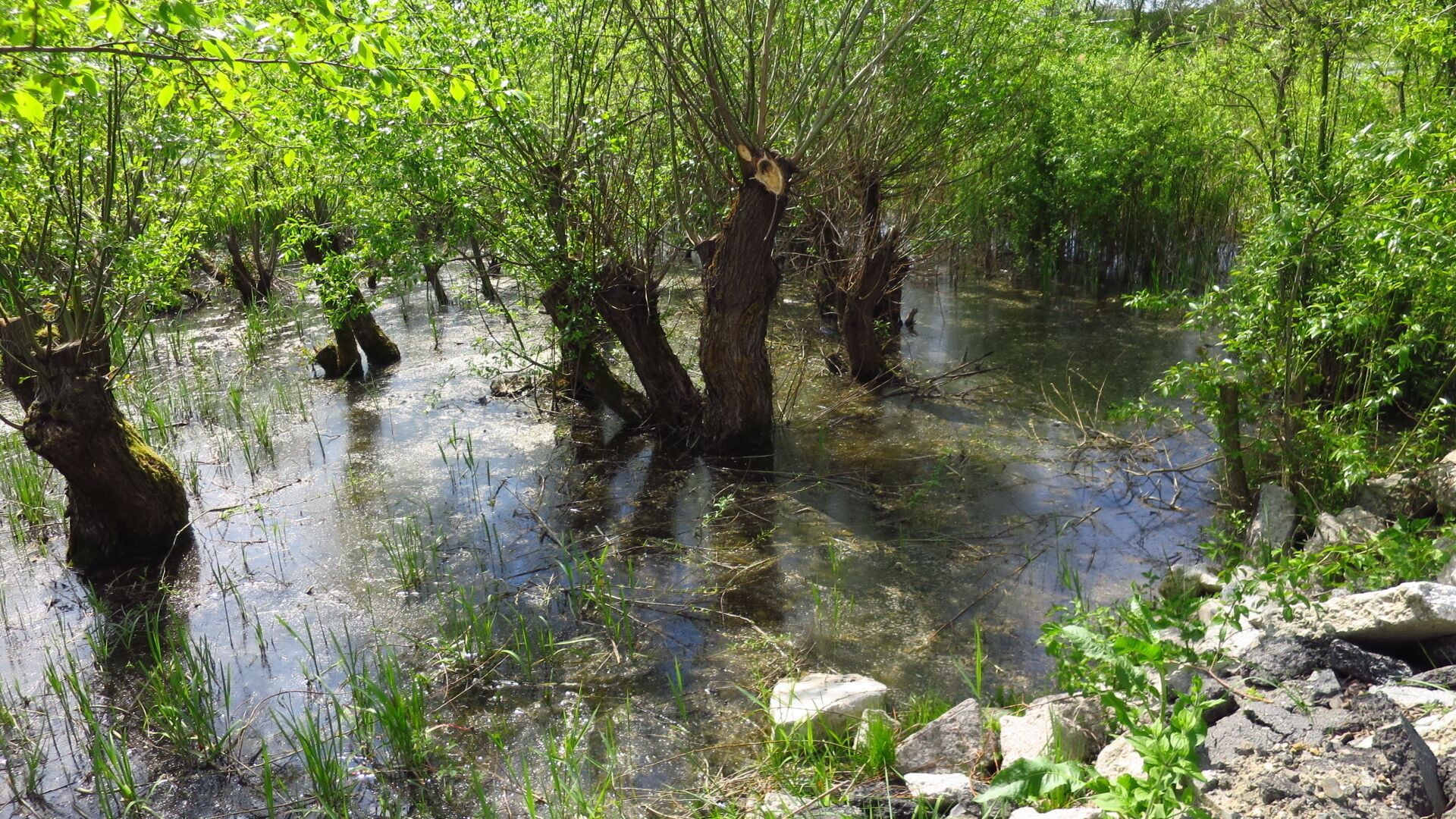 Swamps of Bega River at 20 km from Timisoara


#TakeAHike