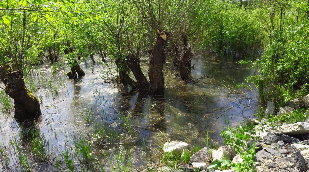 Swamps of Bega River at 20 km from Timisoara
#TakeAHike