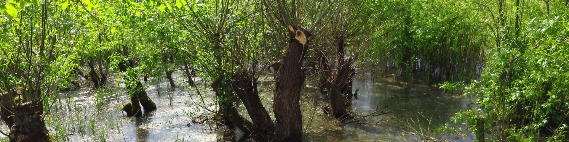 Swamps of Bega River at 20 km from Timisoara
#TakeAHike