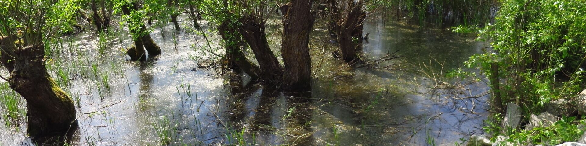 Swamps of Bega River at 20 km from Timisoara
#TakeAHike