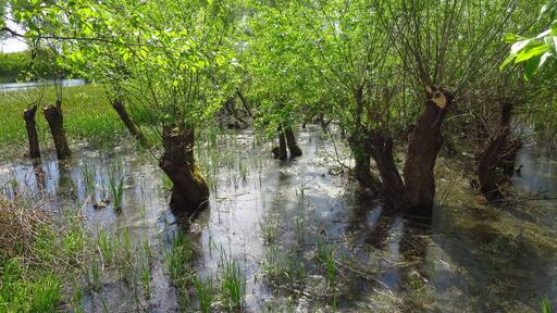 Bega River - swamps at 20 km near Timisoara
#TakeAHike