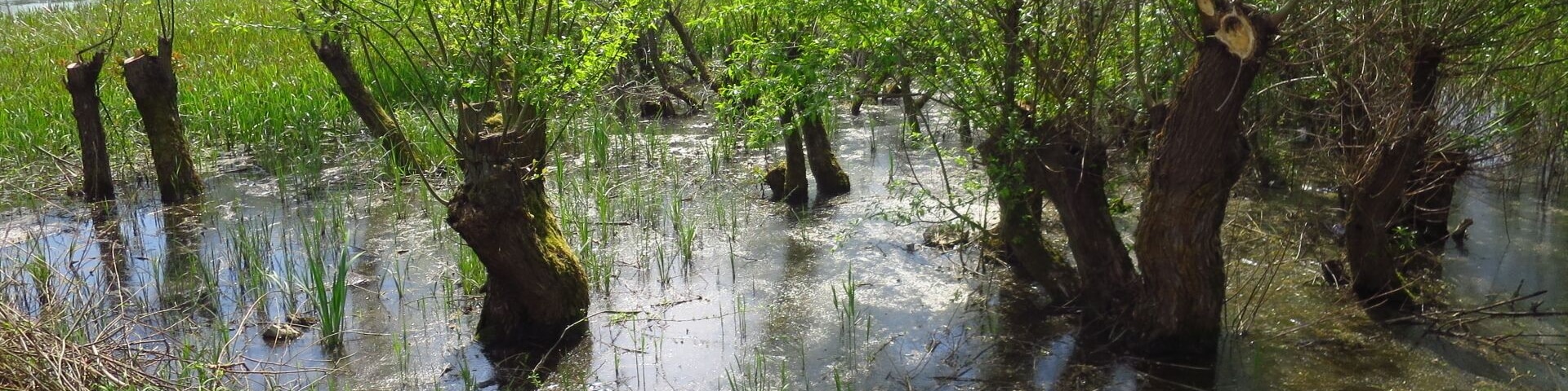 Bega River - swamps at 20 km near Timisoara
#TakeAHike