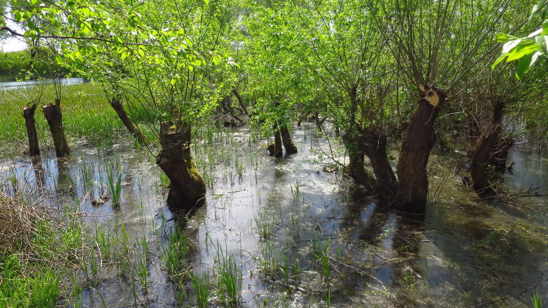 A flooded forest with trees partially submerged in water.