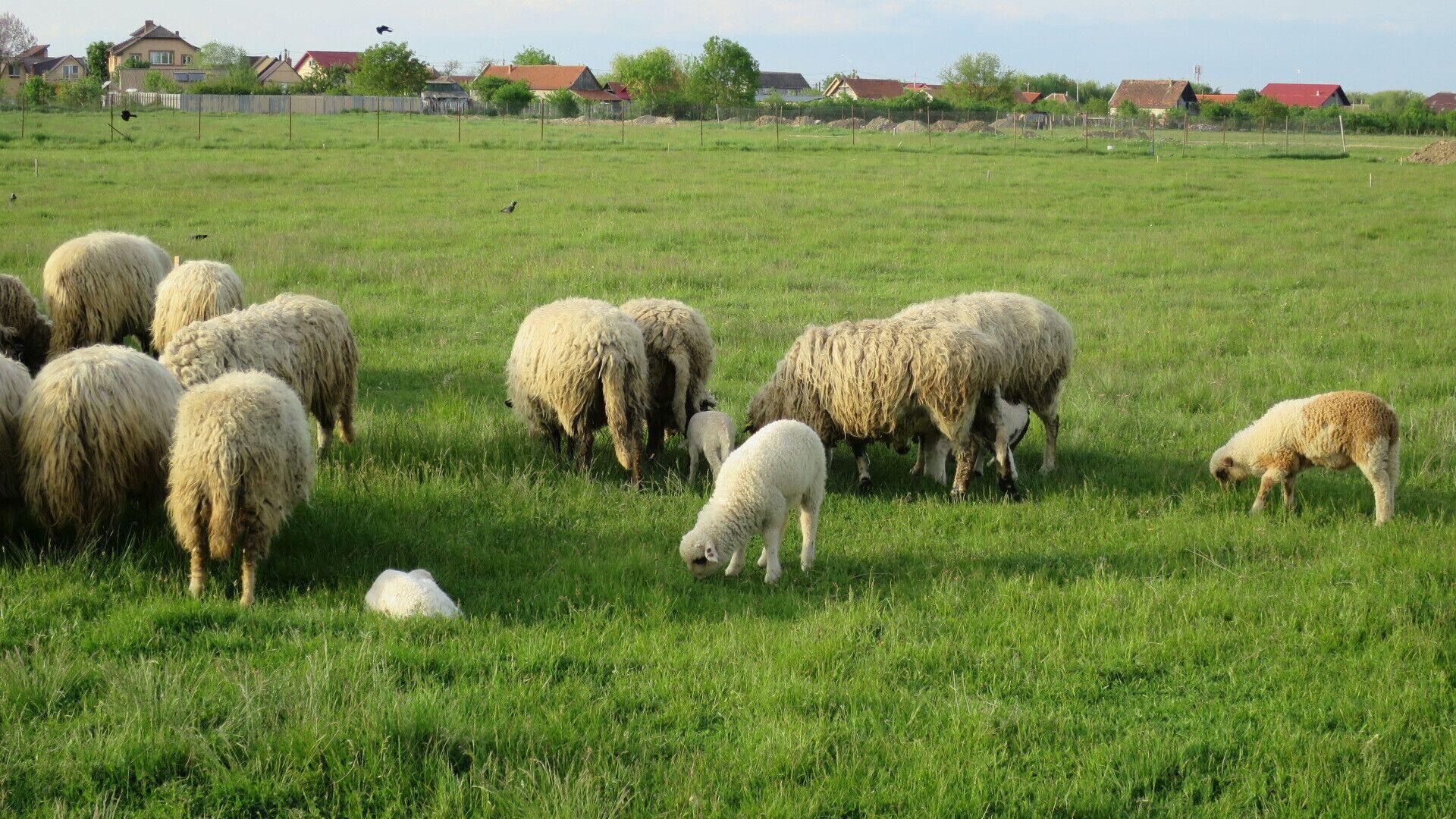 Un rebaño de ovejas pastando en un campo verde con casas al fondo.