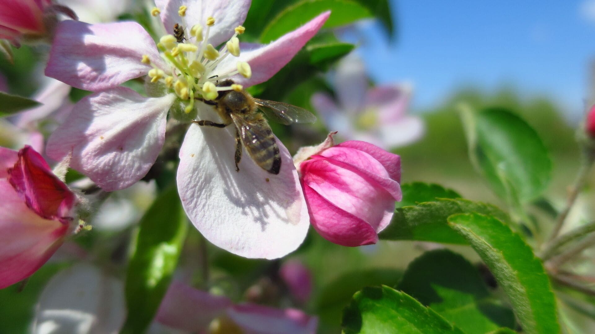 Bee working hard on appletree flowers
