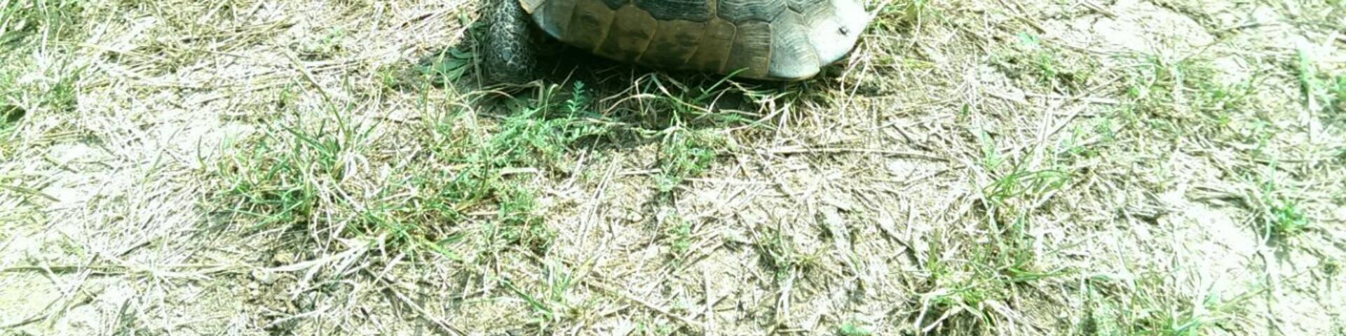 We found this cute turtle on a bike trail in the Hagieni Reservation