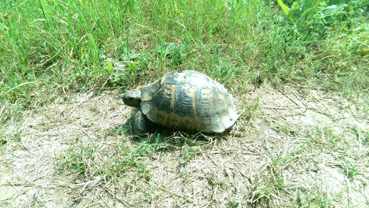 A tortoise on dry grass.