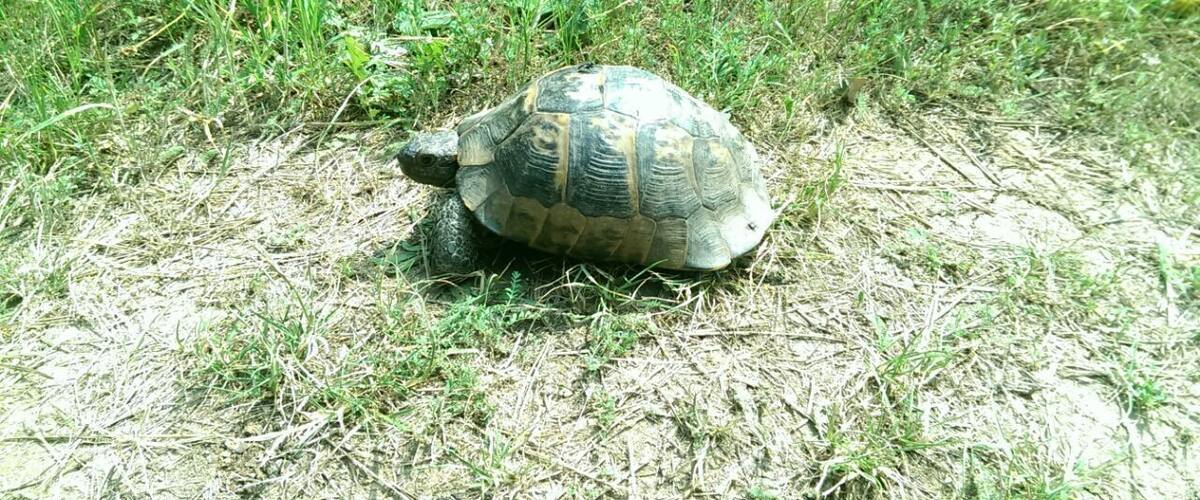 A tortoise on dry grass.