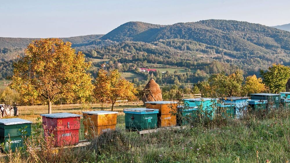 Valeni, a tiny village, in a landscape dotted with tiny villages, in the region of Maramures, in the far north of Romania.
One of the greatest travel experiences we've ever had was just recently, when we rented a car and spent a few days driving around this beautiful region that almost feels lost to time.
Horse and buggy's are your biggest competition for space on the road, while apple trees, hay stacks, and colourful bee hives line the small, winding roads.
#Europe #Romania #Maramures #Golden