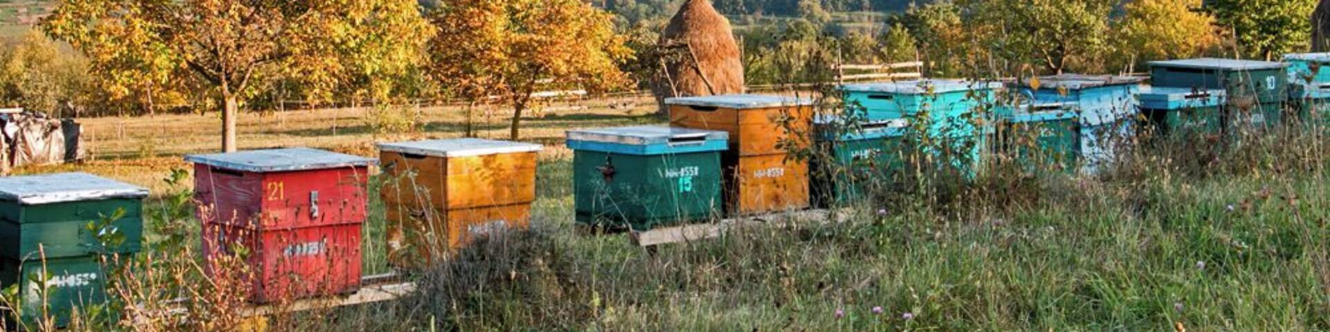 Valeni, a tiny village, in a landscape dotted with tiny villages, in the region of Maramures, in the far north of Romania.
One of the greatest travel experiences we've ever had was just recently, when we rented a car and spent a few days driving around this beautiful region that almost feels lost to time.
Horse and buggy's are your biggest competition for space on the road, while apple trees, hay stacks, and colourful bee hives line the small, winding roads.
#Europe #Romania #Maramures #Golden