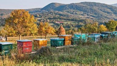 Valeni, a tiny village, in a landscape dotted with tiny villages, in the region of Maramures, in the far north of Romania.
One of the greatest travel experiences we've ever had was just recently, when we rented a car and spent a few days driving around this beautiful region that almost feels lost to time.
Horse and buggy's are your biggest competition for space on the road, while apple trees, hay stacks, and colourful bee hives line the small, winding roads.
#Europe #Romania #Maramures #Golden