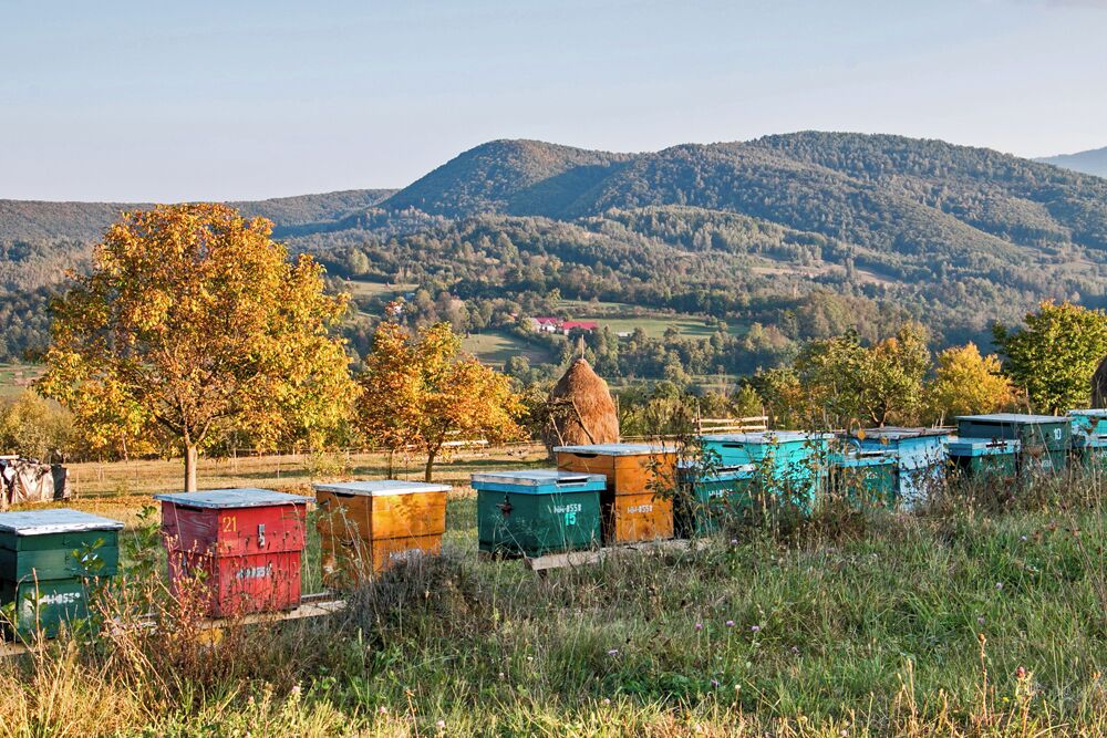 A rural landscape with beehives, trees, and rolling hills in the background.