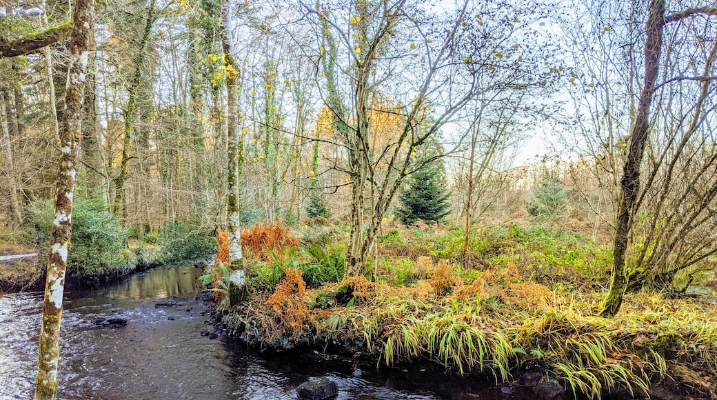 Perfect for dog walking