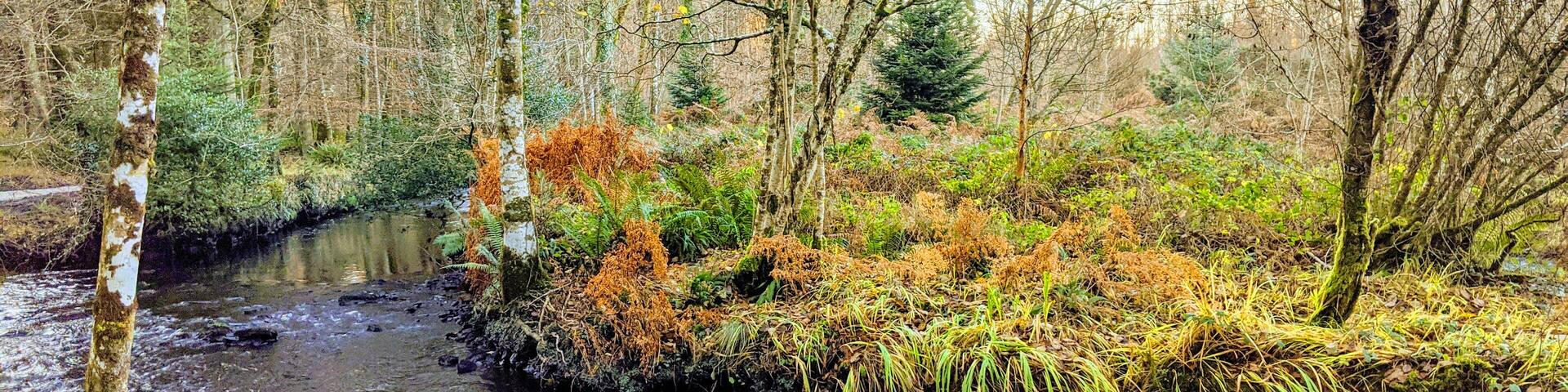 Perfect for dog walking