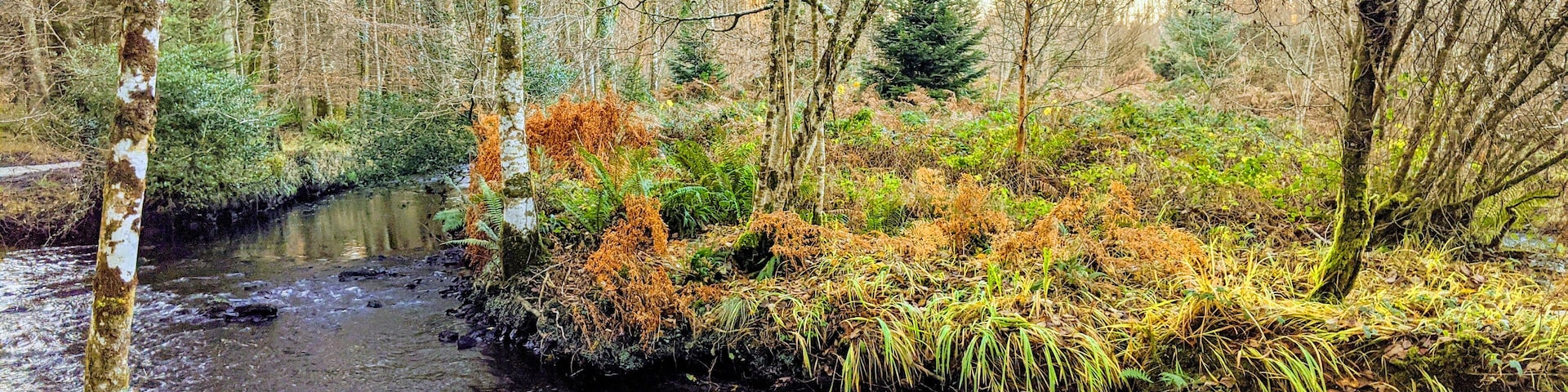 Perfect for dog walking