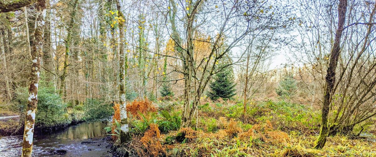 A forest stream with birch trees and ferns.