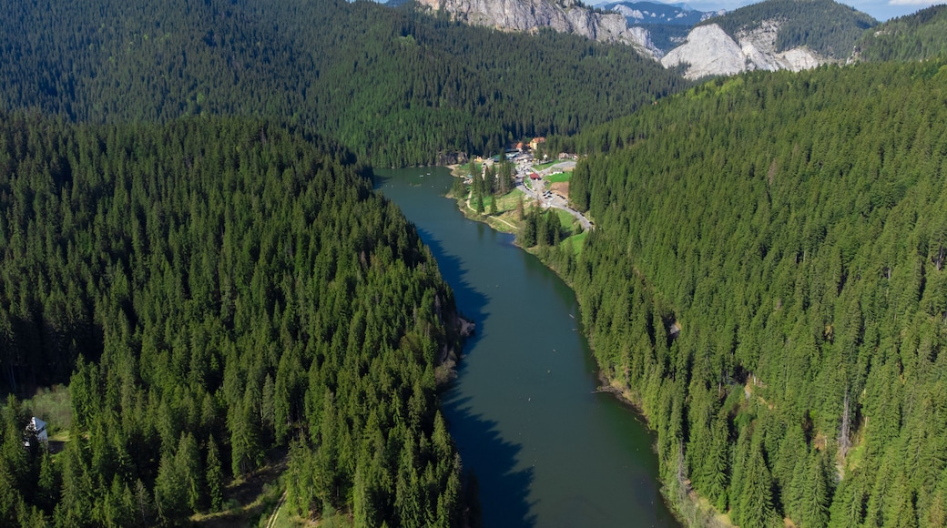 Un río serpentea a través de un bosque denso con una montaña al fondo.