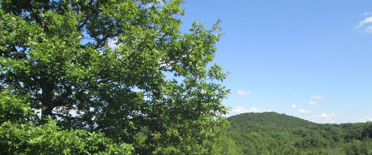A historical site with ancient stone columns and ruins, surrounded by lush greenery and a clear sky.