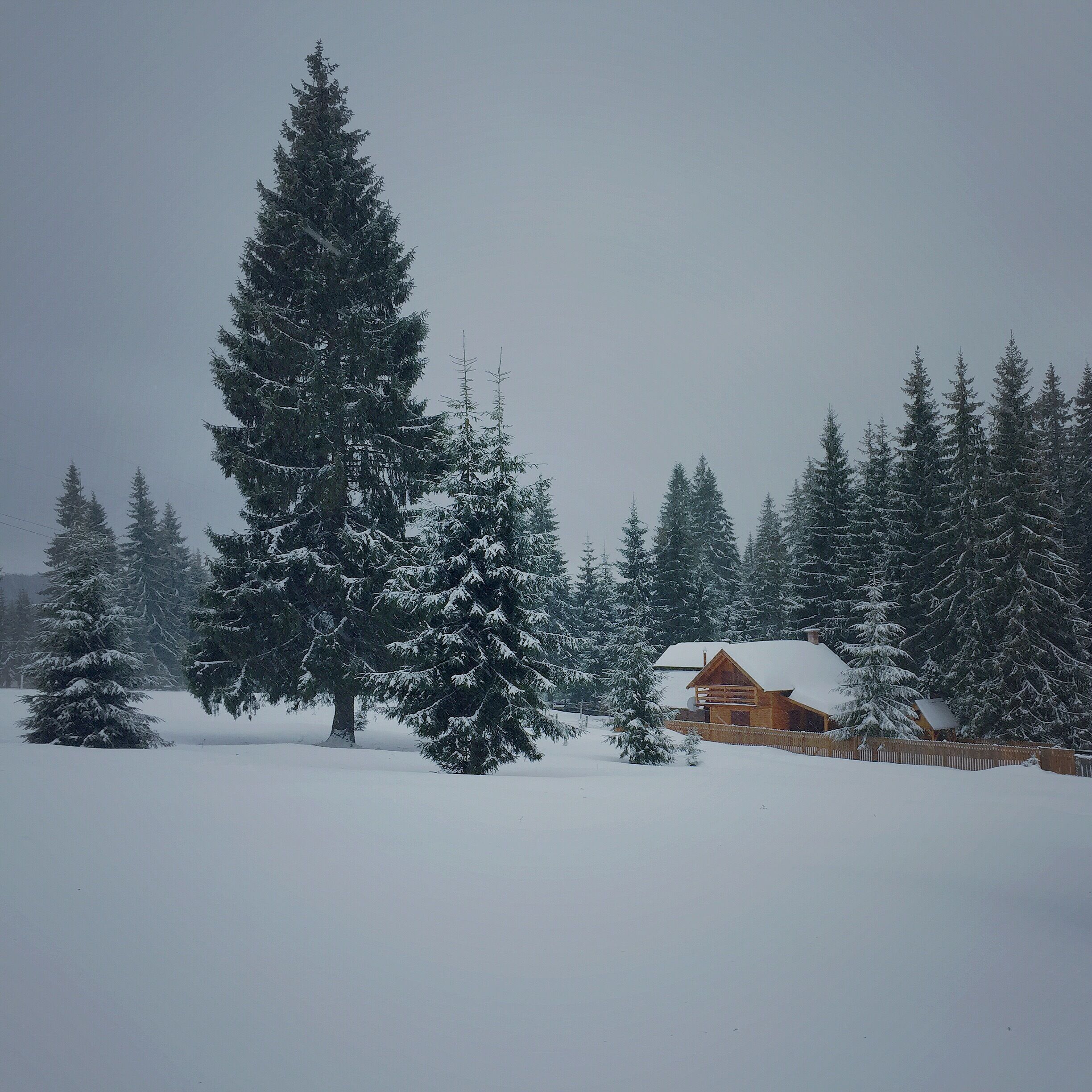 A snow-covered landscape with a wooden cabin and evergreen trees.