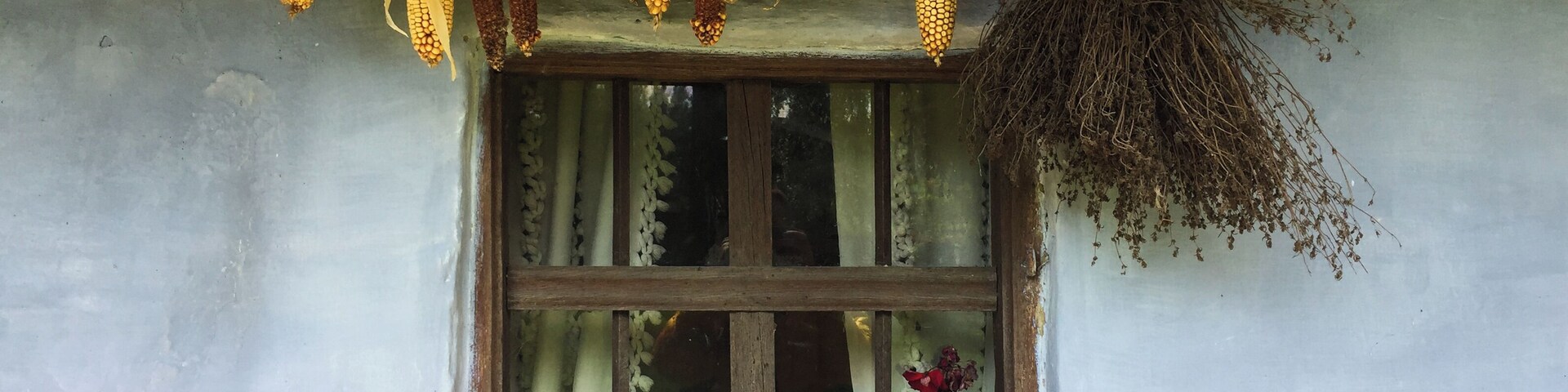 A window with dried corn cobs and a hanging bunch of dried plants.