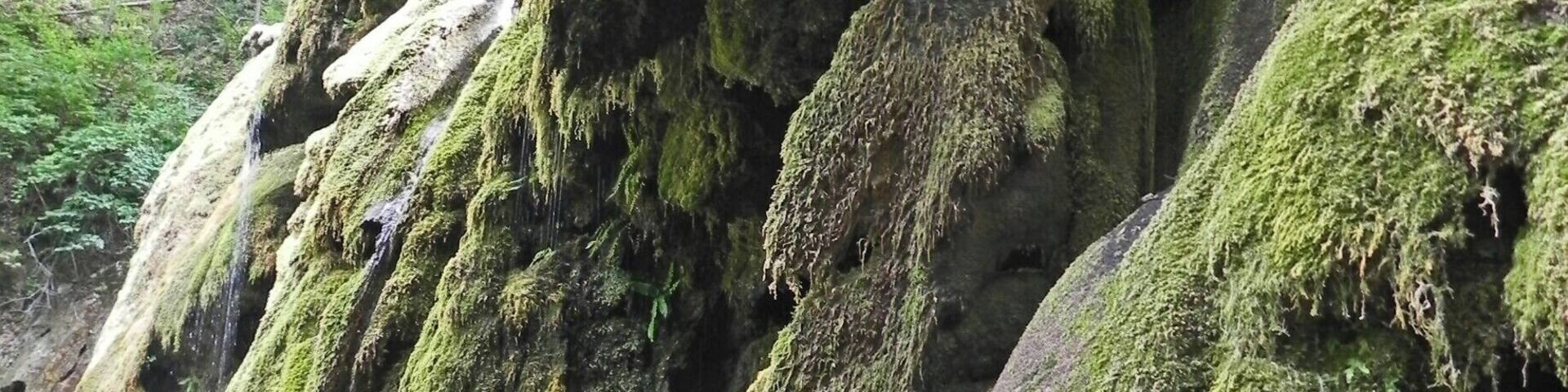 A moss-covered rock formation in a forest.