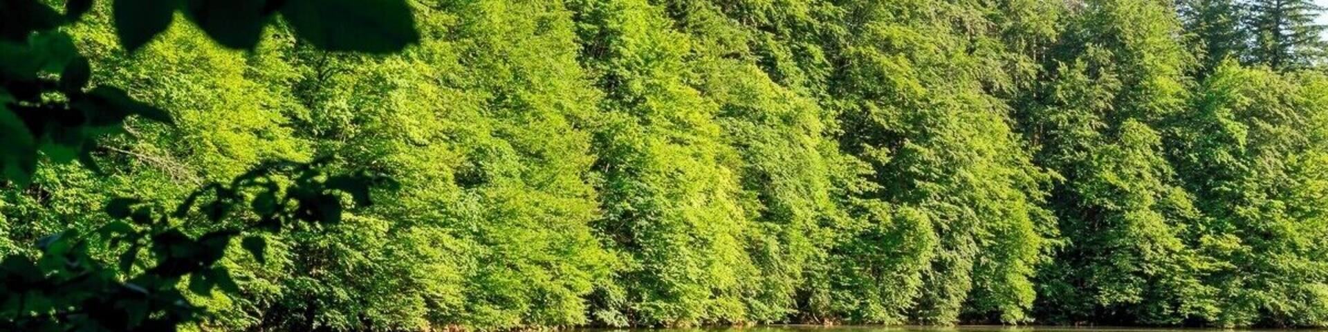 The 50 shades of green, the silence and the luxuriant forest will get you hooked.