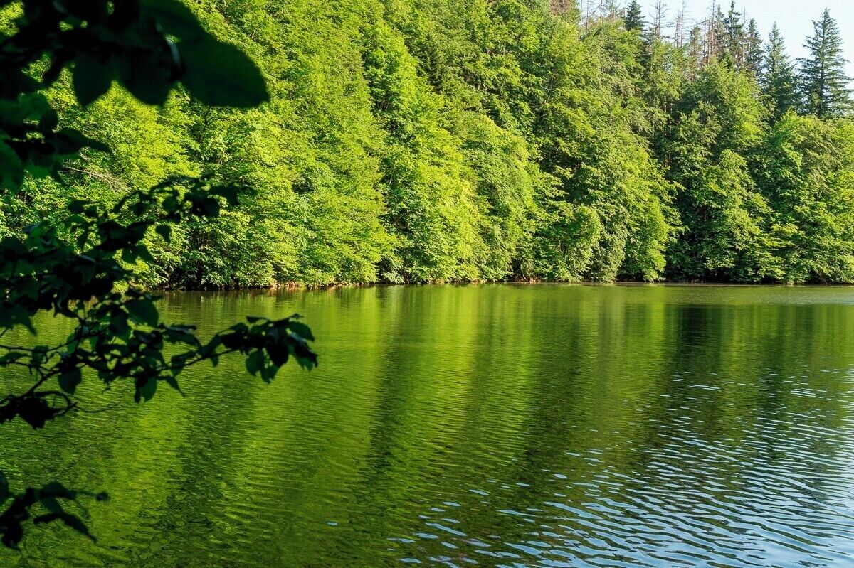 A calm lake surrounded by dense green forest.