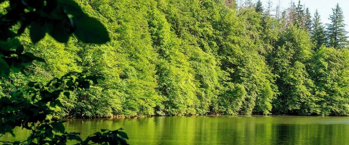A calm lake surrounded by dense green forest.