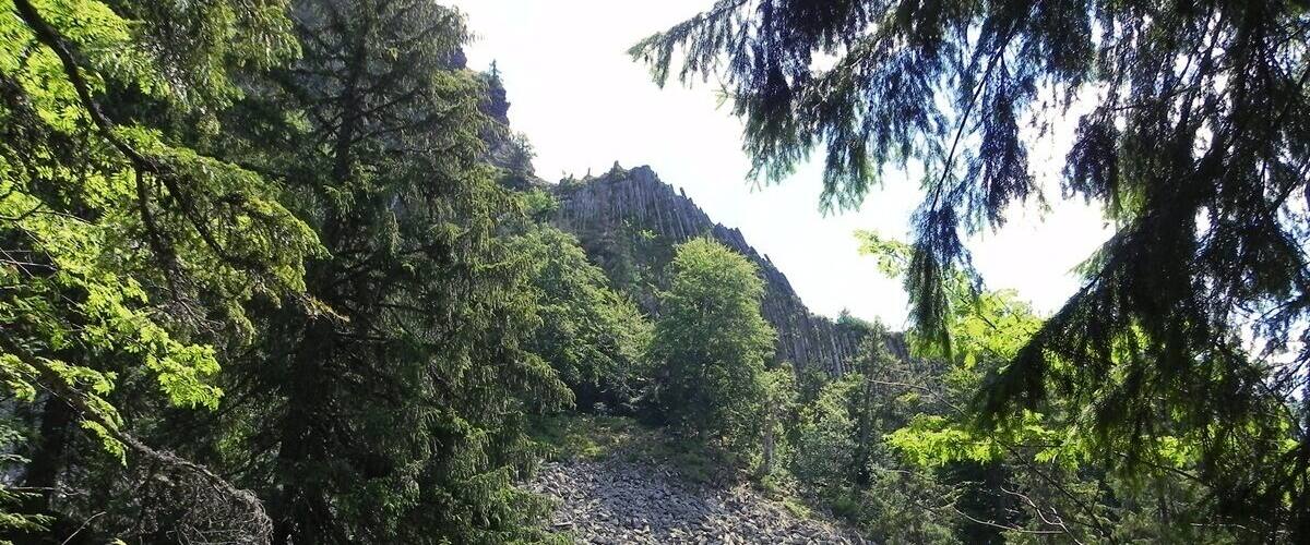 A rocky terrain with dense forest and a mountain in the background.