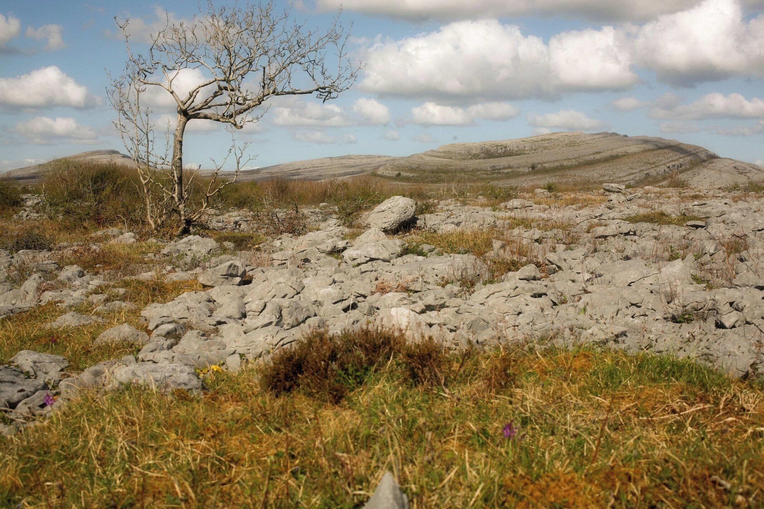 The Burren National Park is one of Ireland's most interesting wildlife sites. Although it appears barren, the patches of soil are very fertile and create favourable conditions for a great variety of specialist plants to thrive. It has stunning insect diversity by Irish standards. A very unusual landscape which holds many surprises for the adventurous hiker. #NationalPark