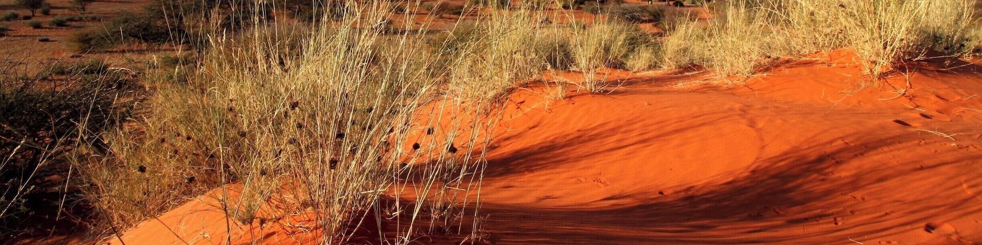 A desert landscape with red sand dunes, sparse vegetation, and distant hills.