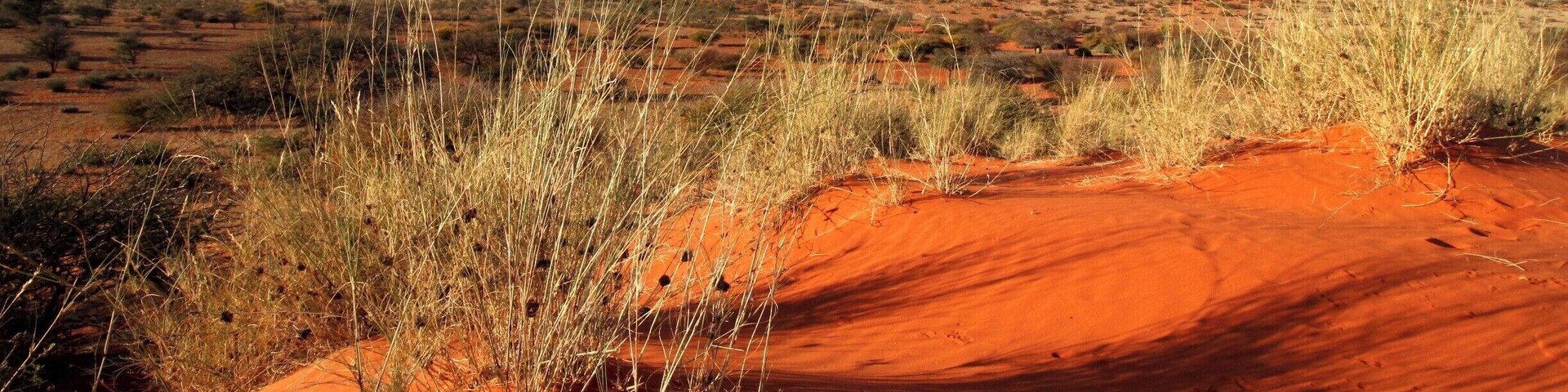 Shadows on the red kalahari dunes
