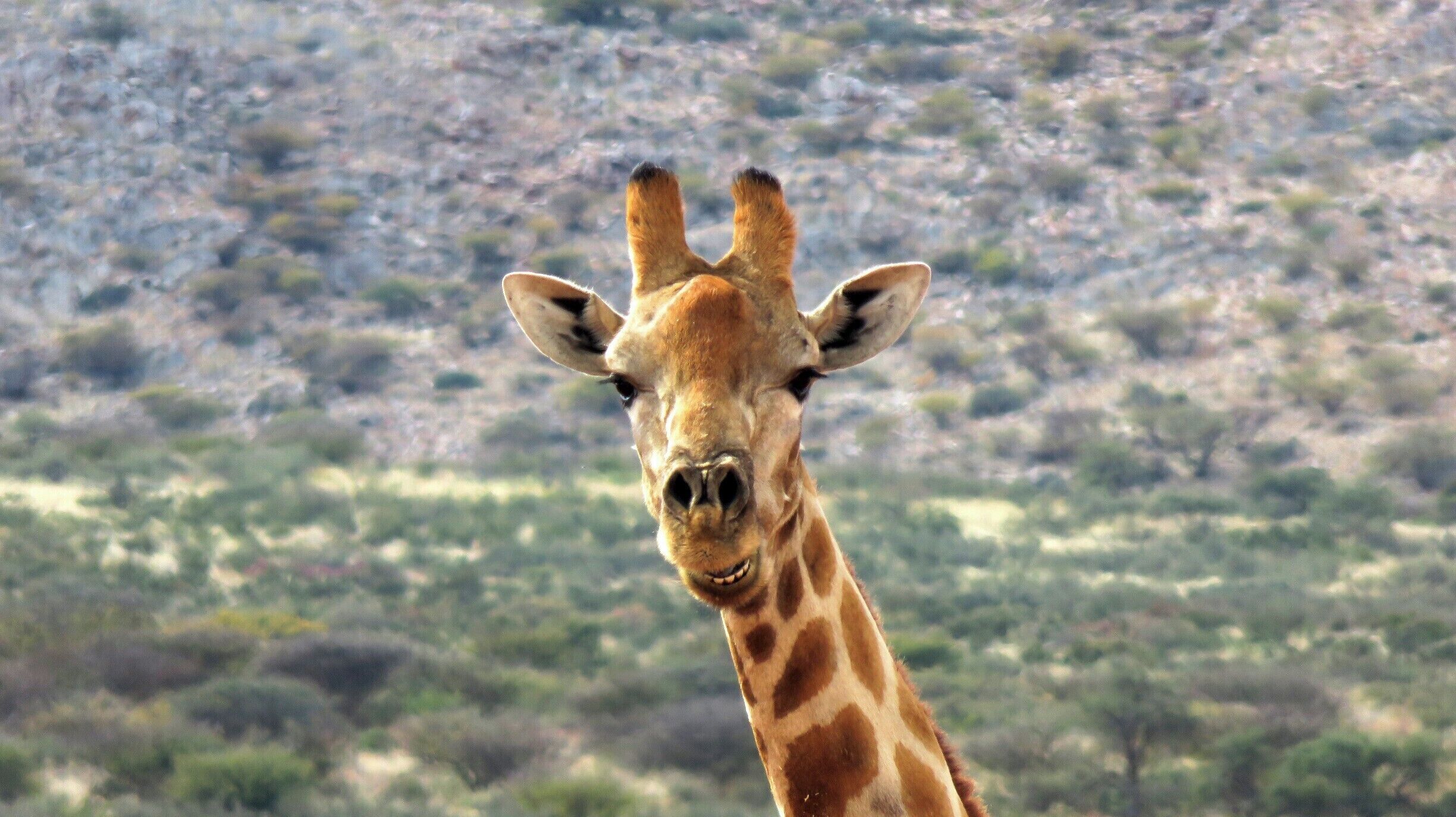 Close up of giraffe busy eating. 