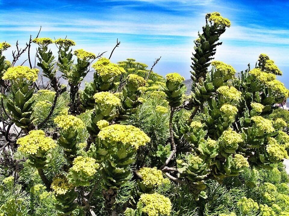 The floral and fauna in this country is so varied and distinctive. I have never seen many species outside this country!

These are the wild flowers atop Table Mountain. If have time do visit the Botanical Garden as you will be amazed and in awe if you like flowers!

#nationalpark