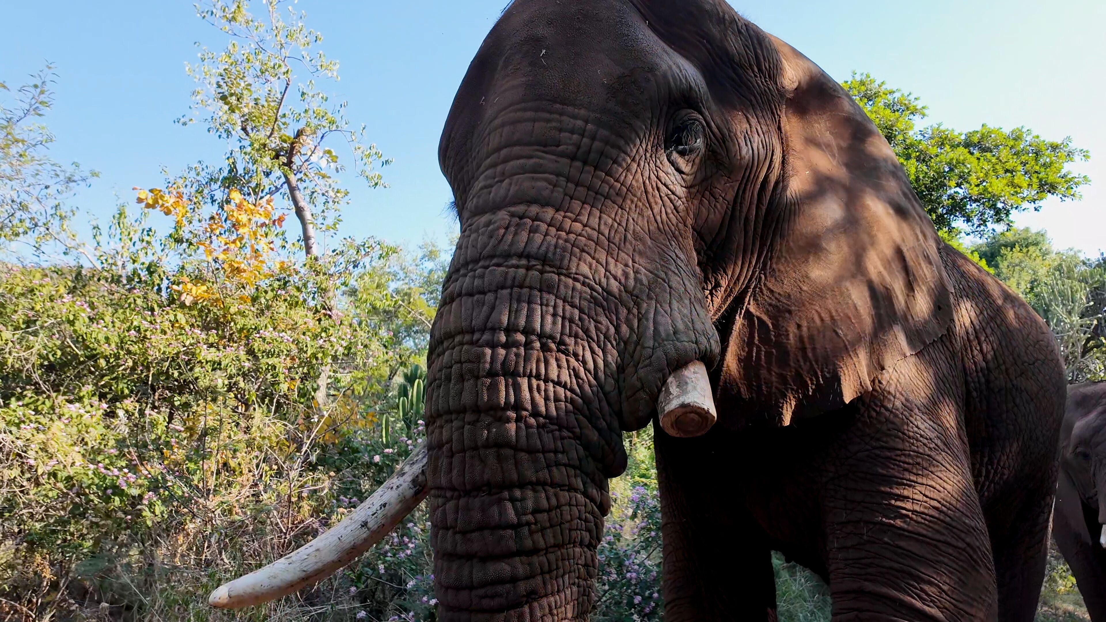 Wild Elephant At Hartbeespoort In North West South Africa. African Animals Landscape. Wild Animals. Hartbeespoort At North West South Africa. Sanctuary Scenery. Scenic Wild Life.