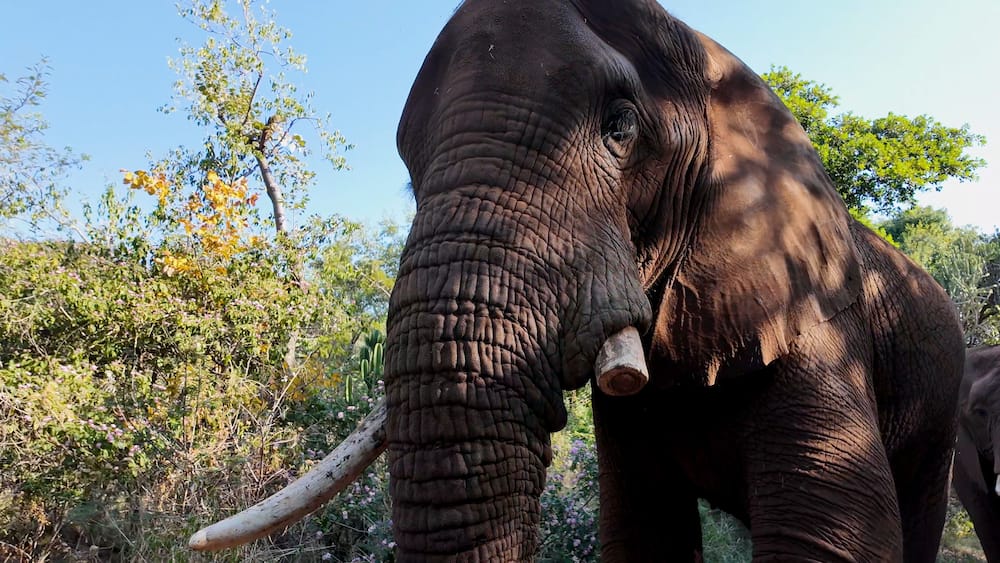 An elephant with tusks in a natural setting with trees and shrubs.