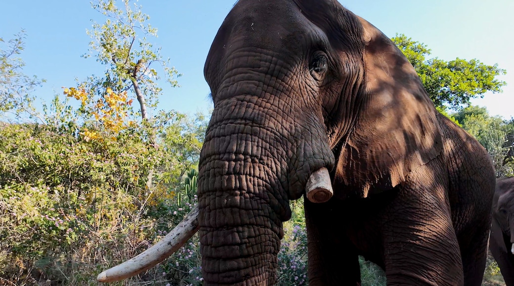 Wild Elephant At Hartbeespoort In North West South Africa. African Animals Landscape. Wild Animals. Hartbeespoort At North West South Africa. Sanctuary Scenery. Scenic Wild Life.
