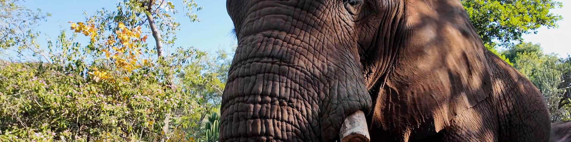 An elephant with tusks in a natural setting with trees and shrubs.
