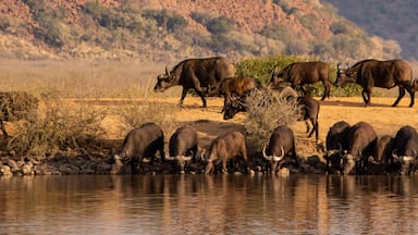 Herd of cape buffalo drinking at a water hole
