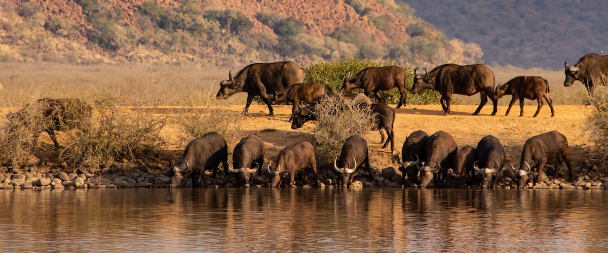 A herd of buffalo by a river in a dry, hilly landscape.