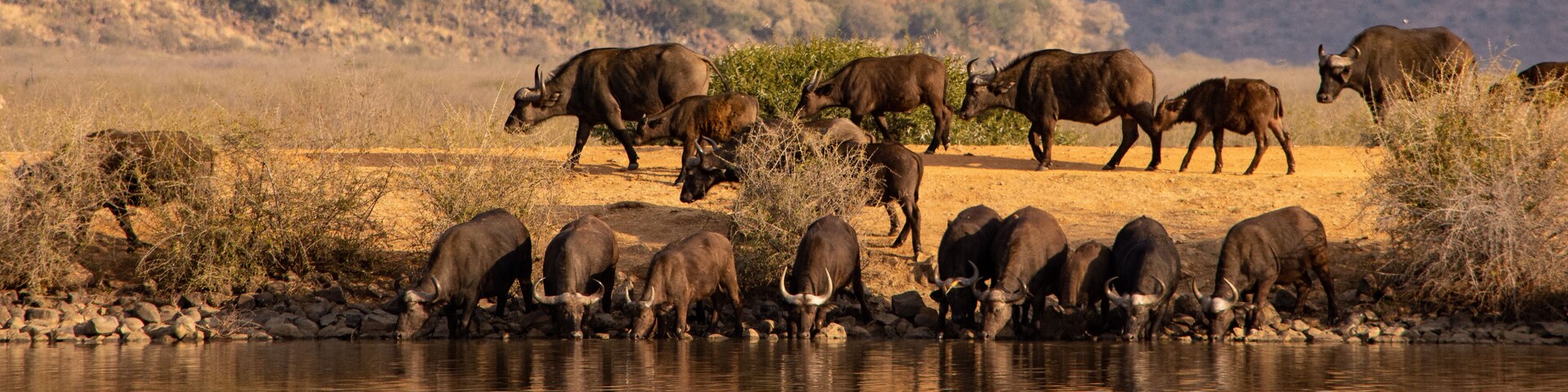 A herd of buffalo by a river in a dry, hilly landscape.