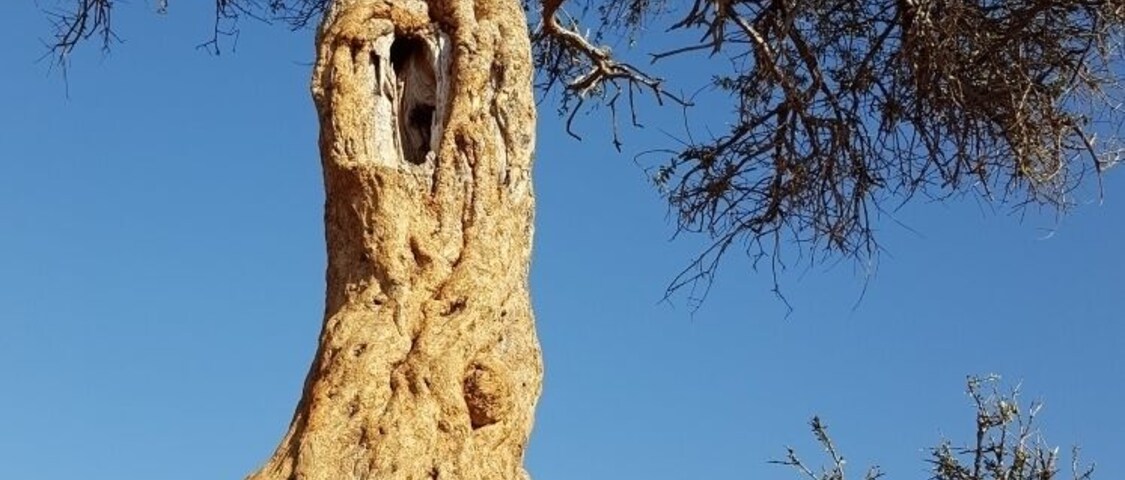 Lone tree on the open plains #safari #perspectives #madikwe #southafrica